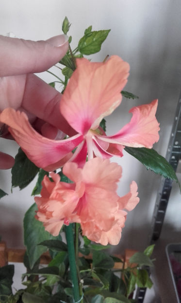  - hibi el cap orange