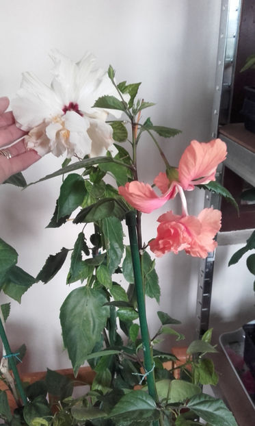  - hibi el cap orange