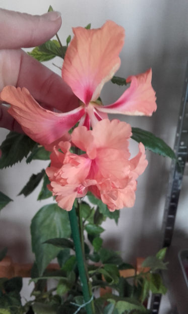  - hibi el cap orange