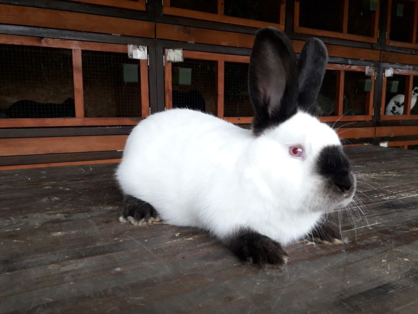  - A-IEPURI TINERET CALIFORNIAN B