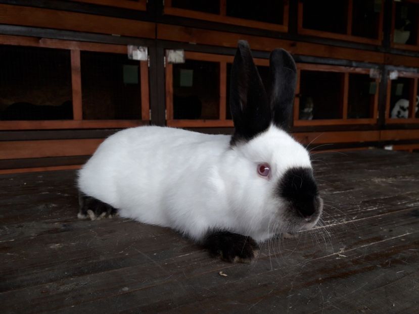  - A-IEPURI TINERET CALIFORNIAN B