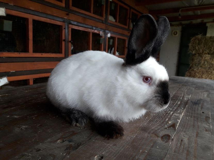  - A-IEPURI TINERET CALIFORNIAN B