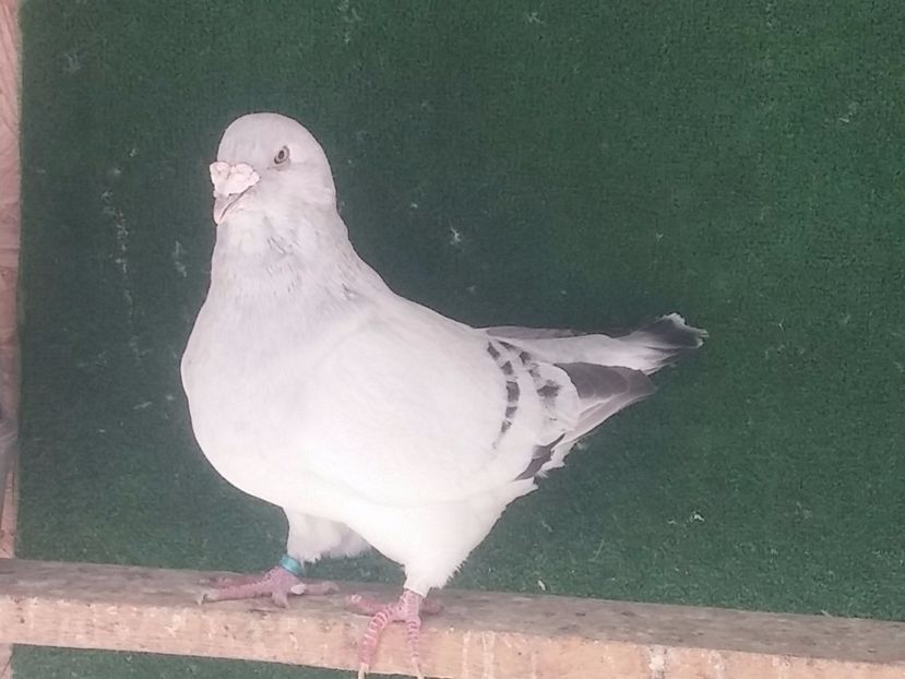 VANDUT - Porumbei standard vanduti