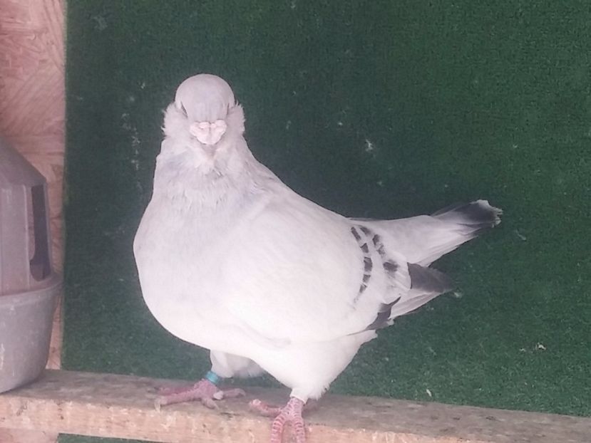 M2015 - Porumbei standard vanduti