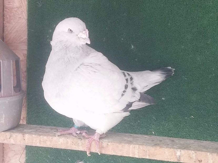  - Porumbei standard vanduti