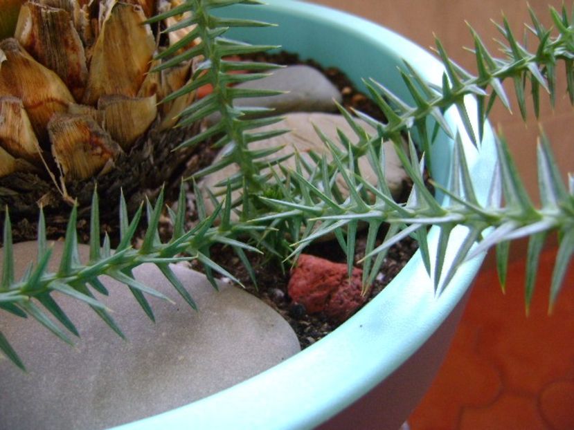 Araucaria cunninghamii v. glauca - Bonsai si prebonsai 2016-2017