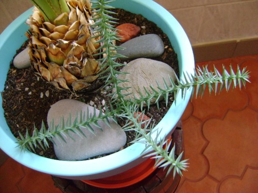 Araucaria cunninghamii v. glauca - Bonsai si prebonsai 2016-2017