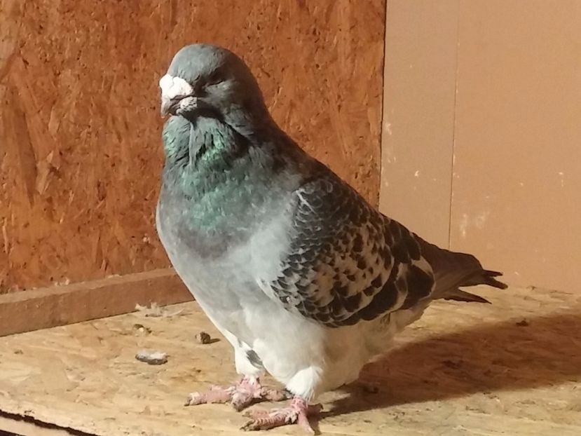 M2010 - Porumbei standard vanduti