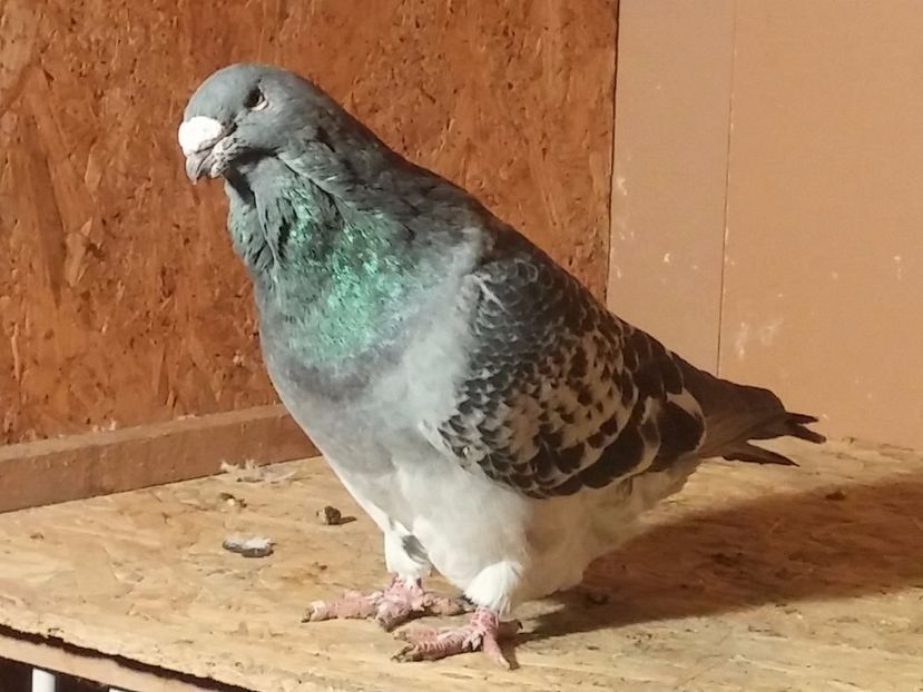  - Porumbei standard vanduti