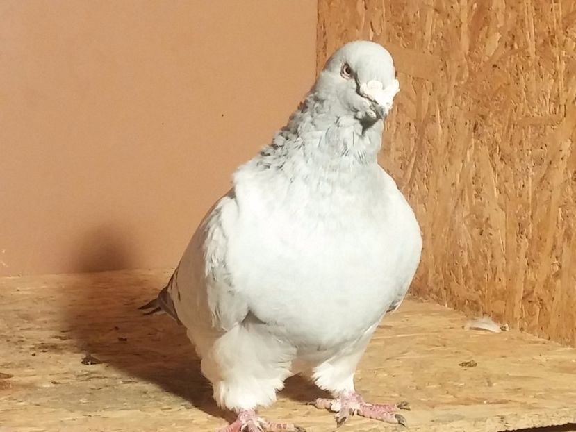 M2012 - Porumbei standard vanduti