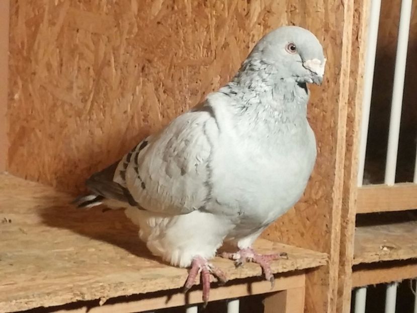  - Porumbei standard vanduti