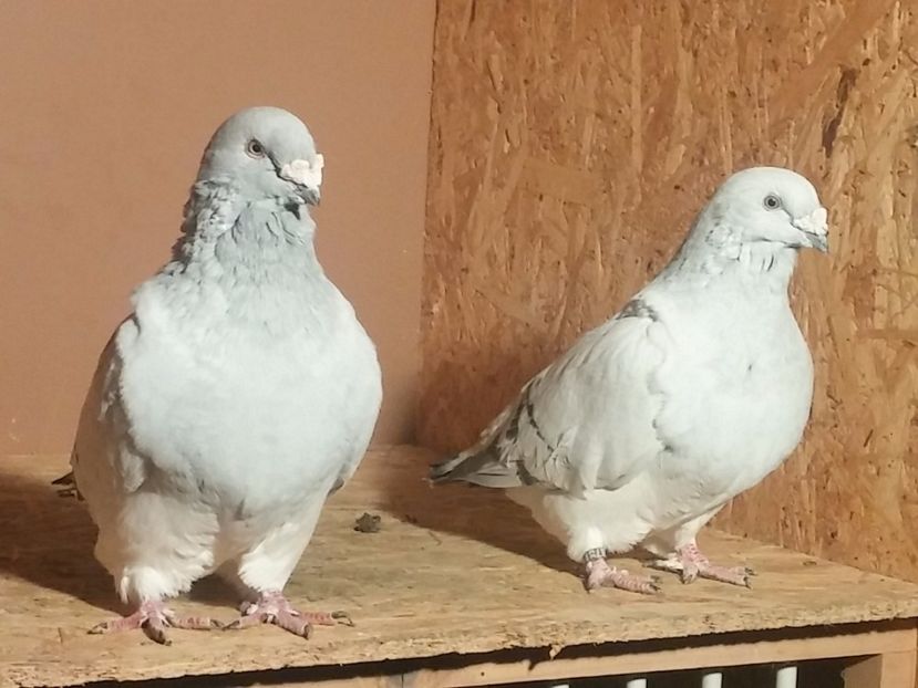 M2012 + F2014 - Porumbei standard vanduti