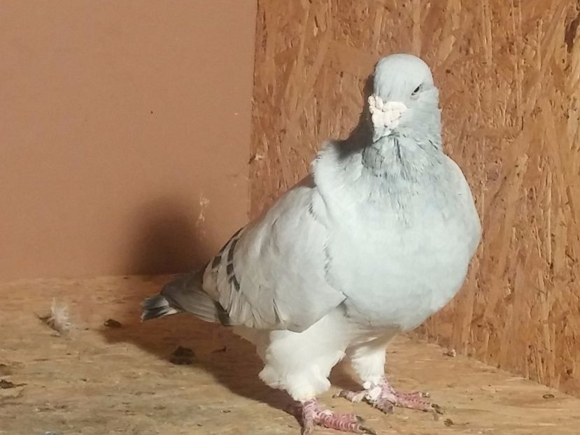 M2011 - Porumbei standard vanduti