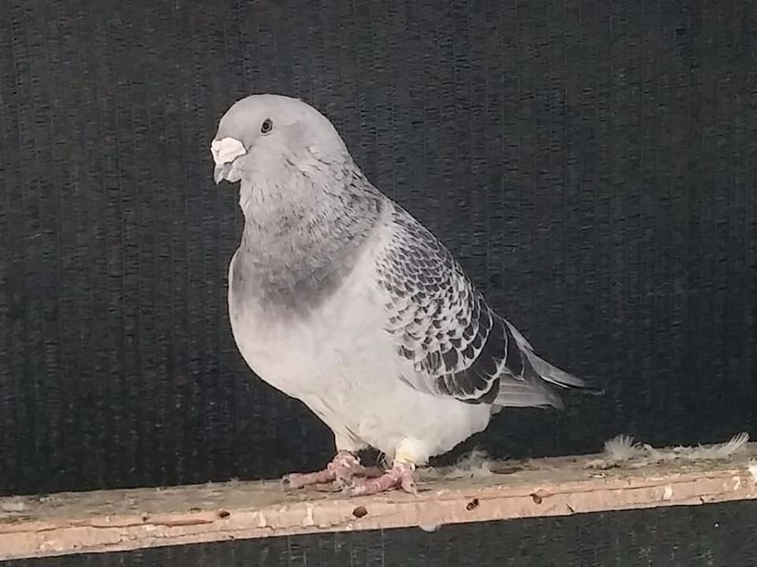 Vândut - Porumbei standard vanduti