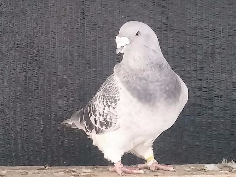 M2014 - Porumbei standard vanduti