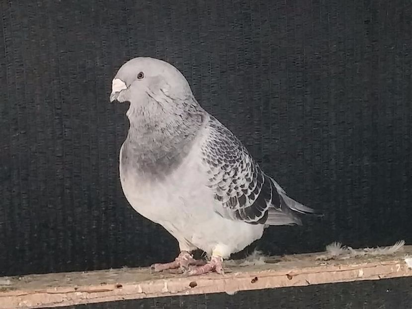  - Porumbei standard vanduti