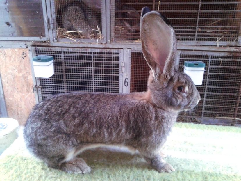 8 luni (1) - F 22 - productie proprie