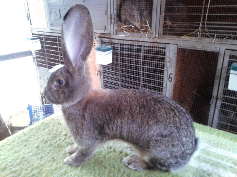 8 luni (3) - F 22 - productie proprie