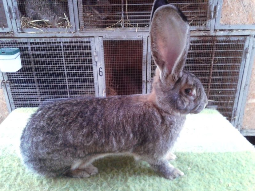 8 luni (6) - F 22 - productie proprie