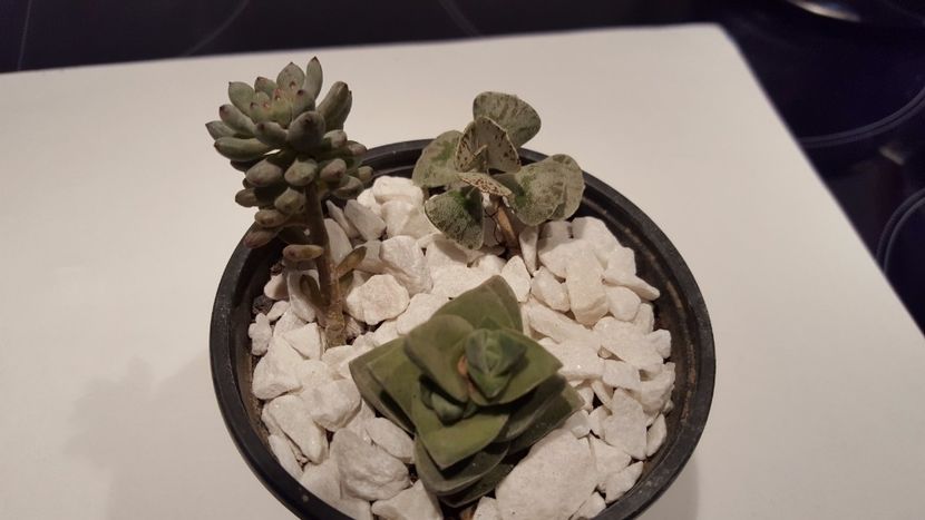  - Graptopetalum pachiphyllum