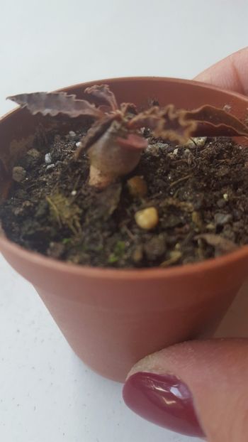  - Euphorbia ambovombensis N