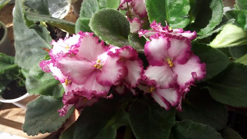  - ZZZ______Volkmann s Merry Christmas out