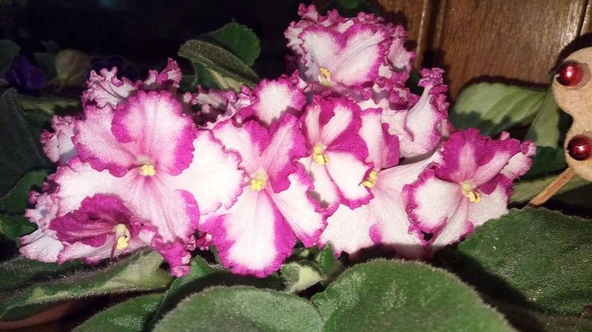  - ZZZ______Volkmann s Merry Christmas out