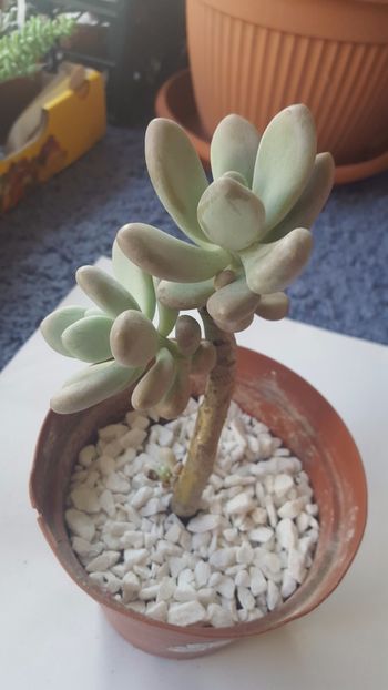  - Pachyphytum oviferum