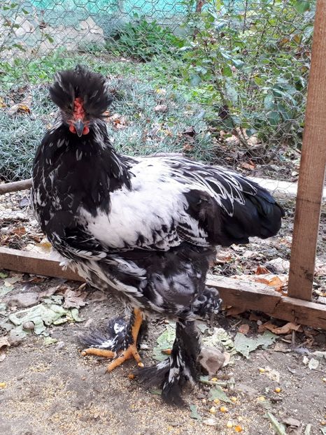  - Ultimile 2 serii din iulie