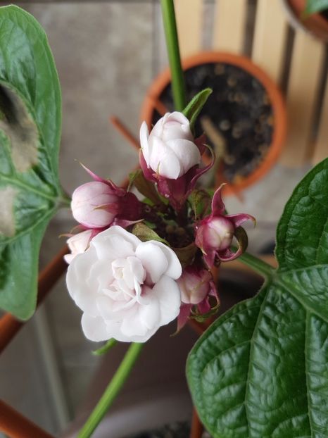 Clero fragrans-si totusi infloreste! - Clerodendrum fragrans