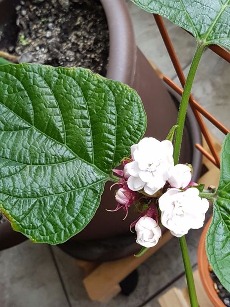  - Clerodendrum fragrans