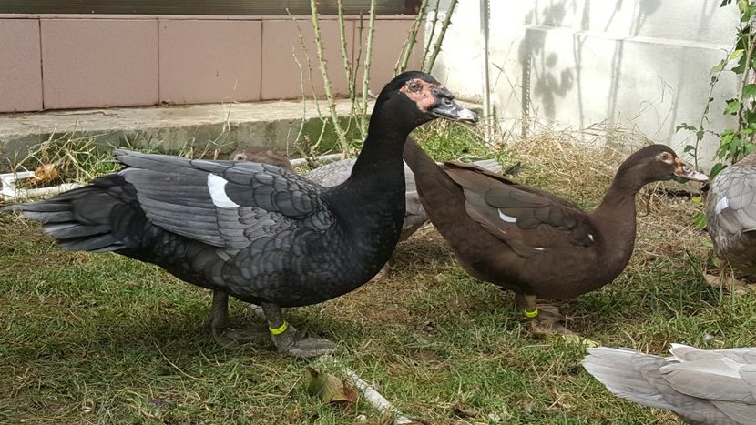 Blu und braun - Bomboane asortate 2017