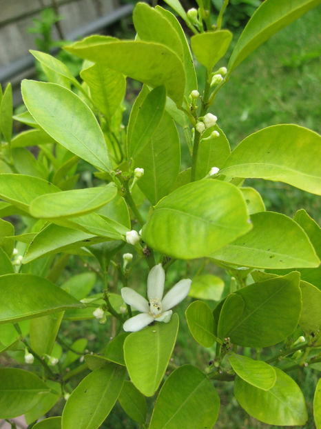 Picture 7996 - Citrus mitis pitic Calamondin