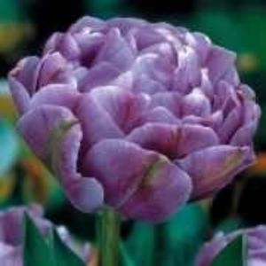 lalele-duble-tarzii-lilac-perfection_180x180 - Achizitii toamna 2017