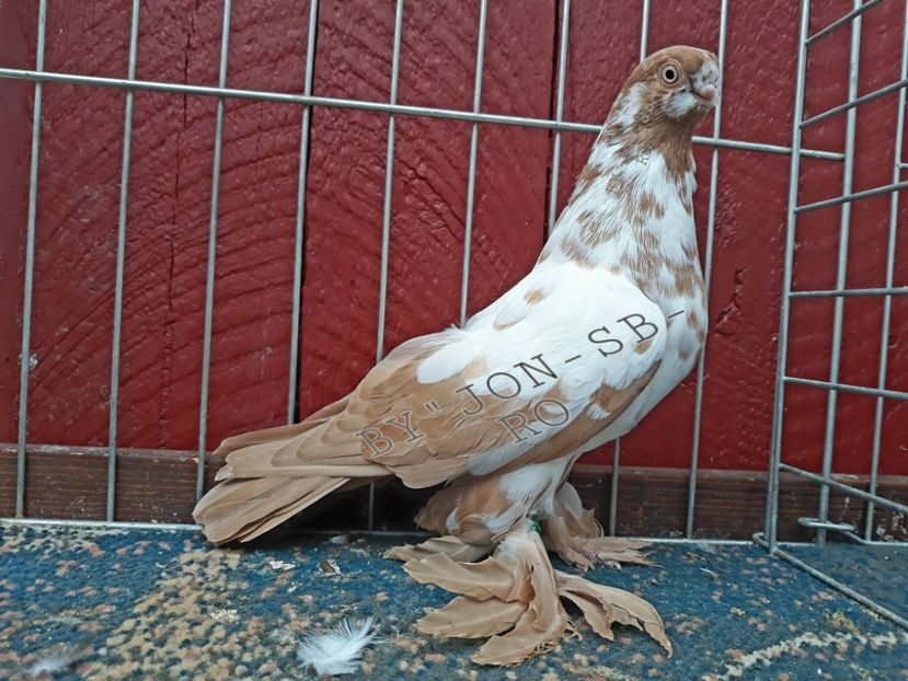 MOTYL WARSAWSKY - A--PICTURES OF MY PIGEON BREEDS