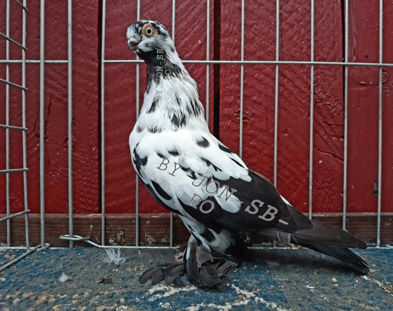 POLISH BUTERFLY - A--PICTURES OF MY PIGEON BREEDS