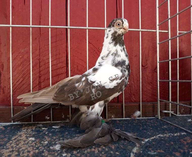 POLISH BUTTERFLY - A--PICTURES OF MY PIGEON BREEDS