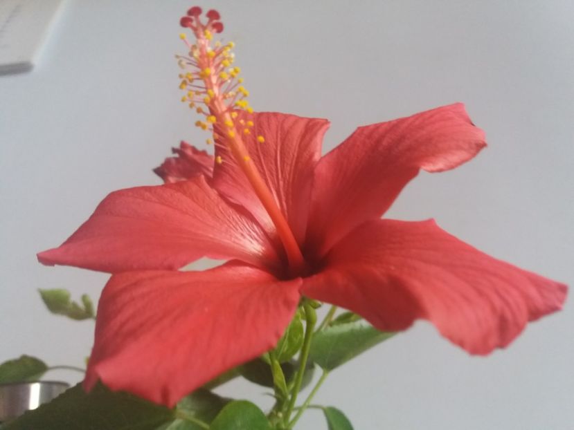  - Florile mele octombrie 2017