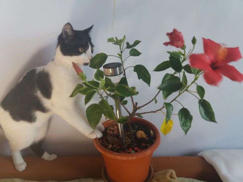  - Florile mele octombrie 2017