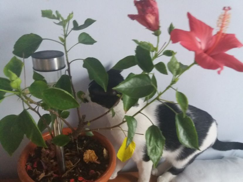  - Florile mele octombrie 2017