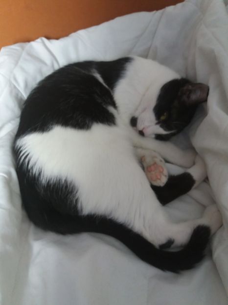  - Duracel în octombrie 2017