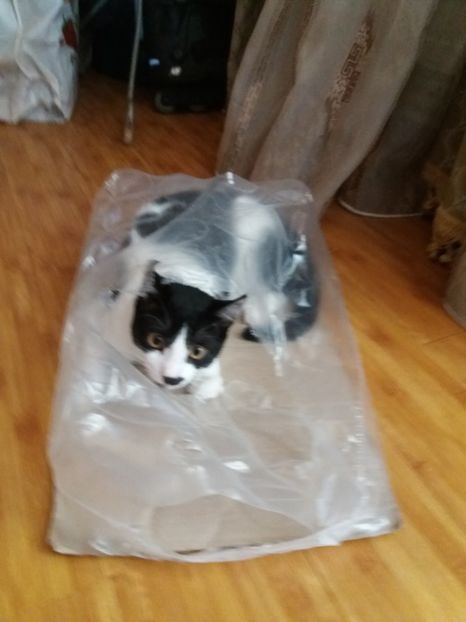  - Duracel în octombrie 2017