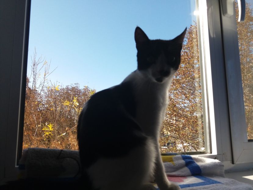  - Duracel în octombrie 2017