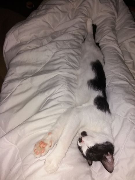  - Duracel în octombrie 2017