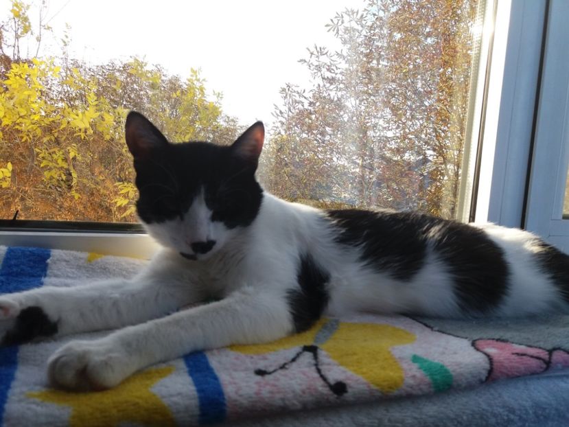  - Duracel în octombrie 2017