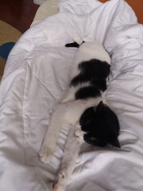  - Duracel în octombrie 2017