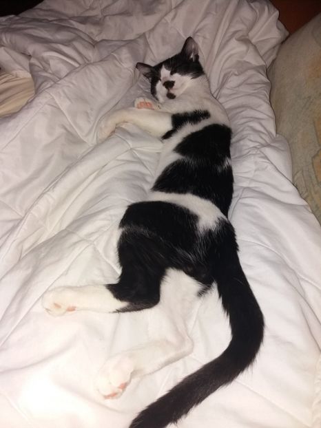  - Duracel în octombrie 2017