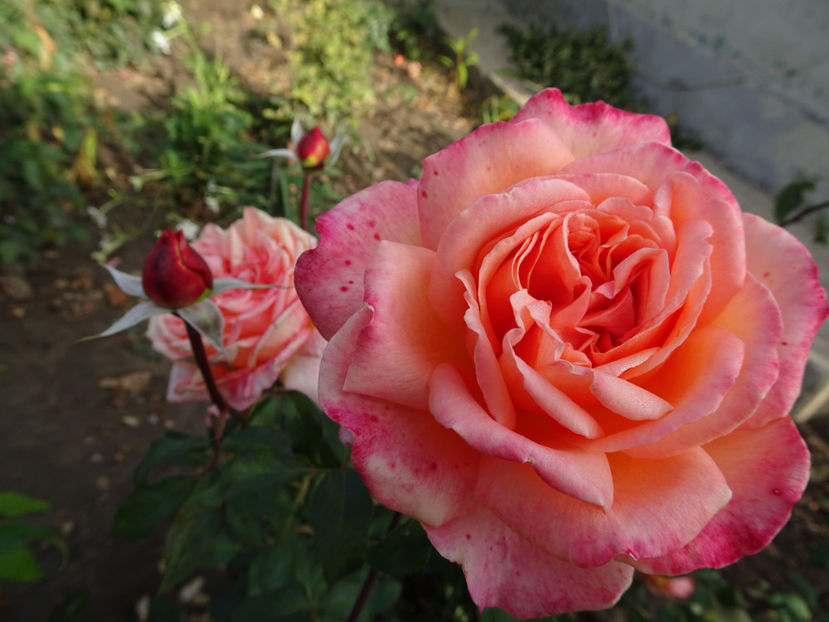 16 oct - Albrecht Durer