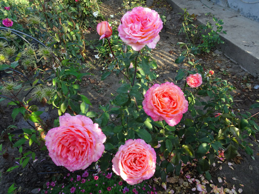 22 oct. - Albrecht Durer