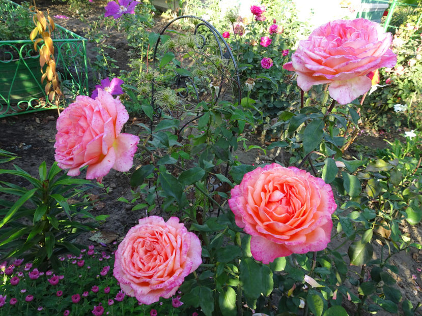 22 oct. - Albrecht Durer